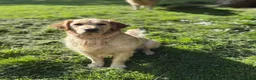 Golden Retriever dogs for sale: Beautiful chunky Golden Retriever puppies for sale in Welshpool - Advert 22