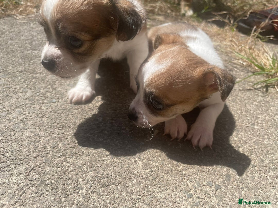 Chihuahua dogs for sale: 2 adorable chihuahua  - Image 6