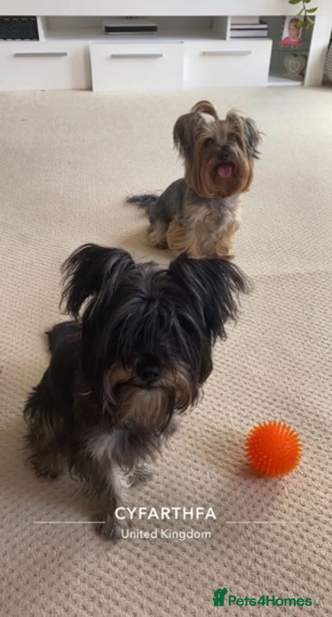 Yorkshire Terrier dogs for stud: Black yorkie for stud in Merthyr Tydfil - Advert 9