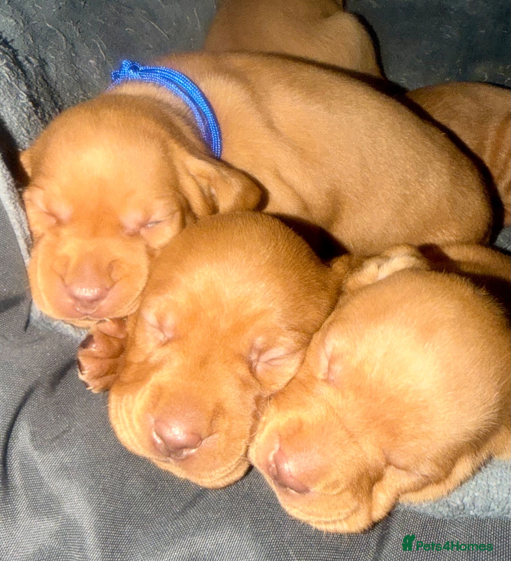 Hungarian Vizsla dogs for sale: Hungarian vizlas - Advert 2