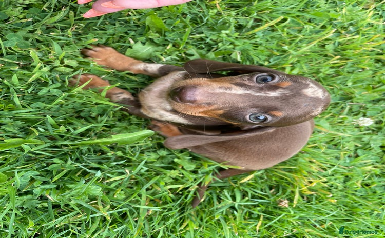 Dachshund dogs - Advert 1