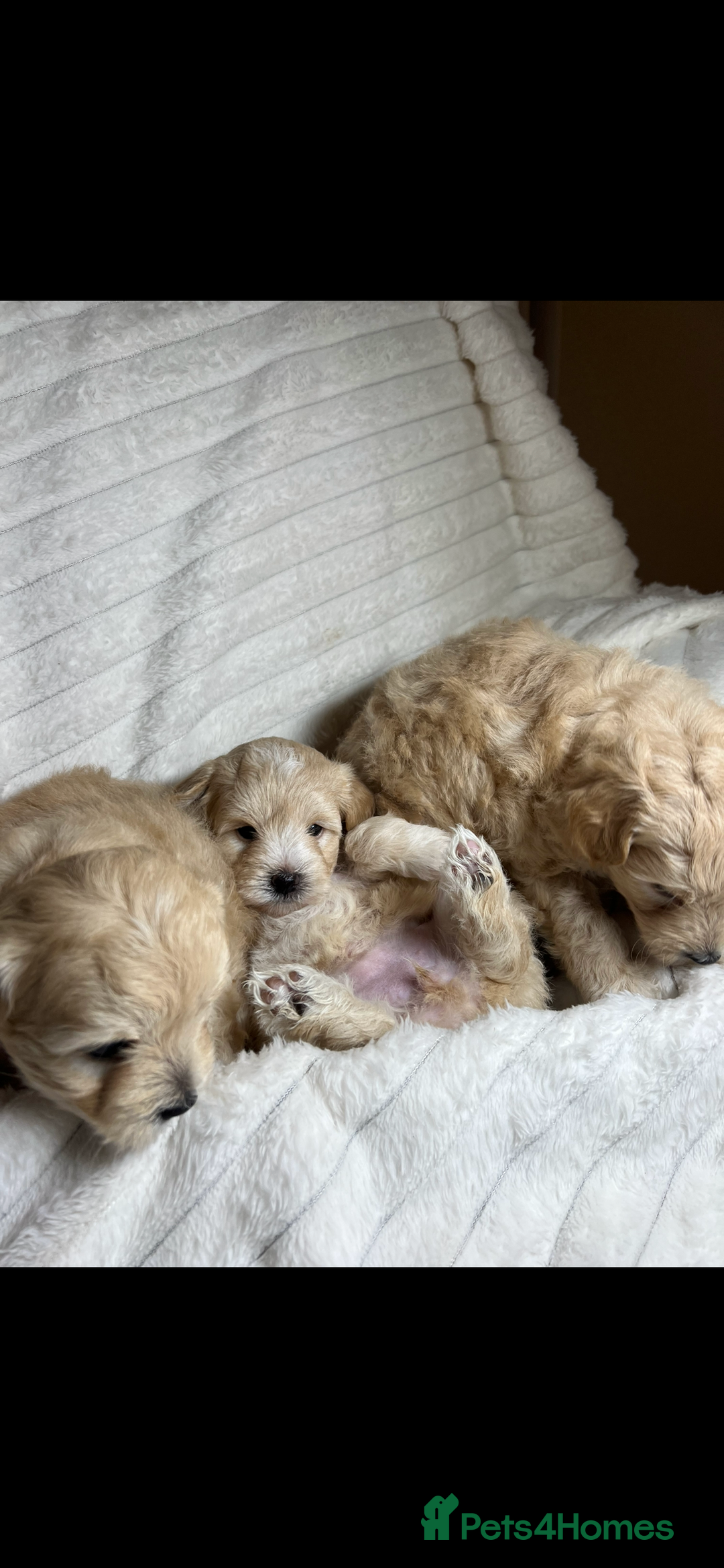 Maltipoo dogs for sale: Maltipoo puppies  - Advert 23