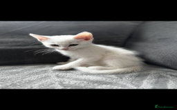Ragdoll cats for sale: Kitten  - Image 3