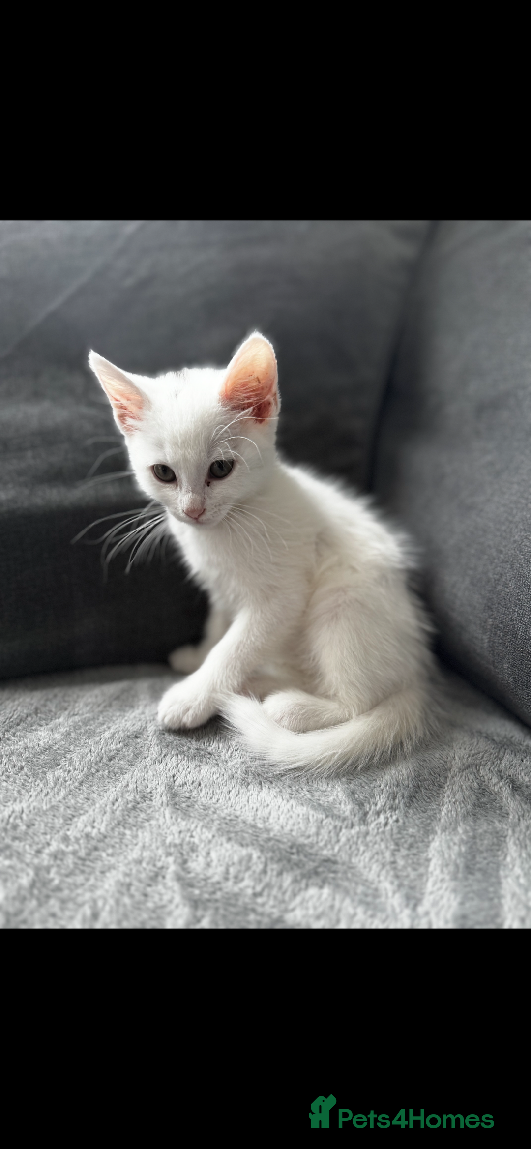 Ragdoll cats for sale: Kitten  - Image 3