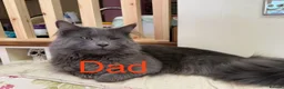 Maine Coon cats for sale: Maine coon (half) kittens  - Advert 5