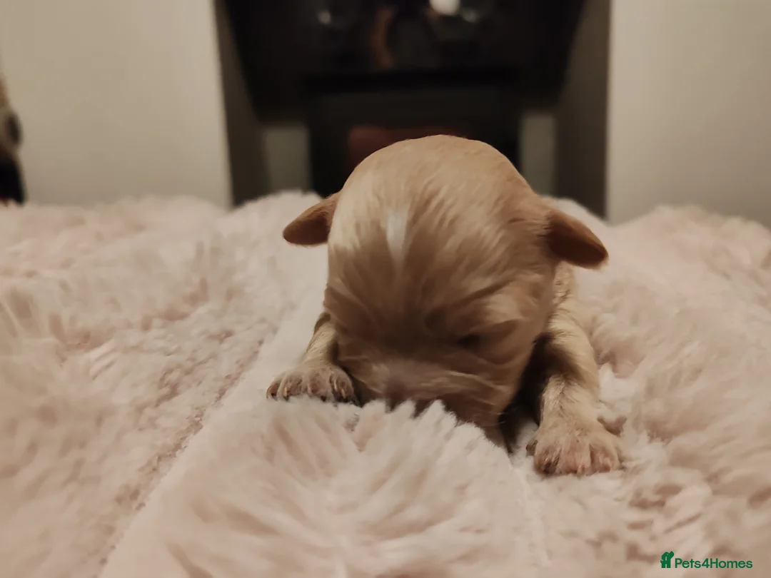 Maltipoo dogs for sale: Toy Maltipoo puppies born 14/02/26 - Advert 29