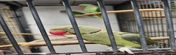 Mixed Breed birds for sale: Alexandraine  - Advert 11