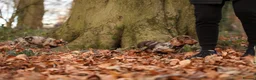 Miniature Dachshund dogs for stud: Miniature dachshund for stud. in Manchester - Advert 3