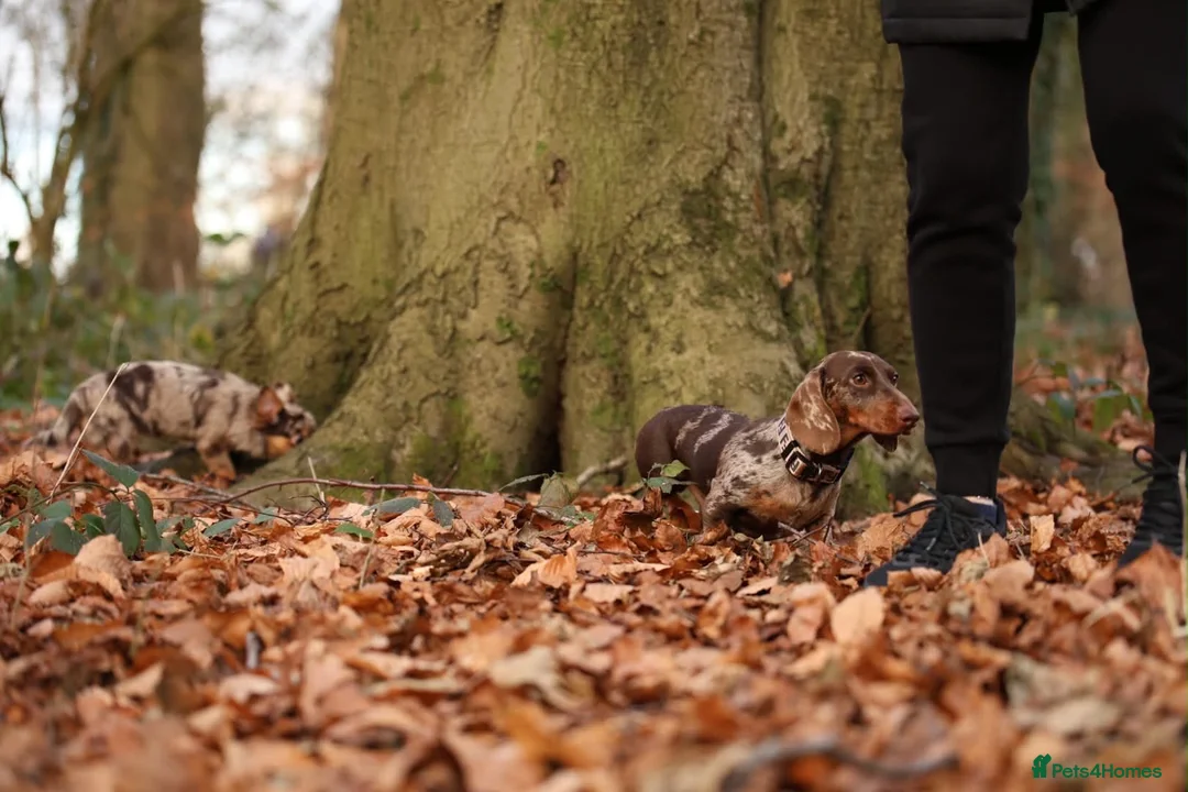 Miniature Dachshund dogs for stud: Miniature dachshund for stud. in Manchester - Advert 3