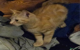 British Shorthair cats for sale: Ginger British Shorthair kitten - Advert 4