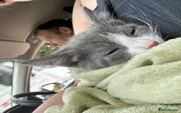 Mixed Breed cats for sale: White and grey tabby boy  - Image 3