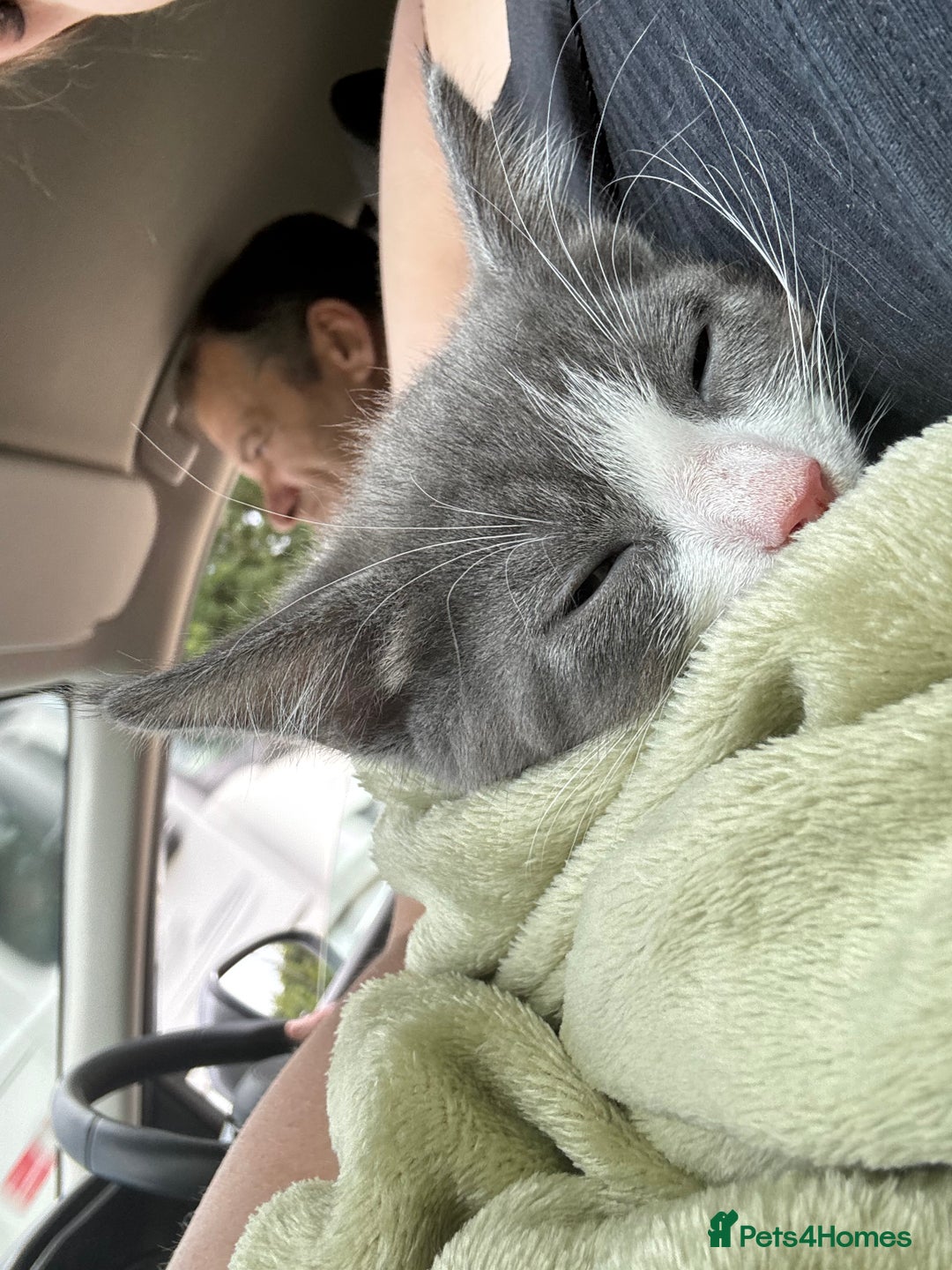 Mixed Breed cats for sale: White and grey tabby boy  - Image 3