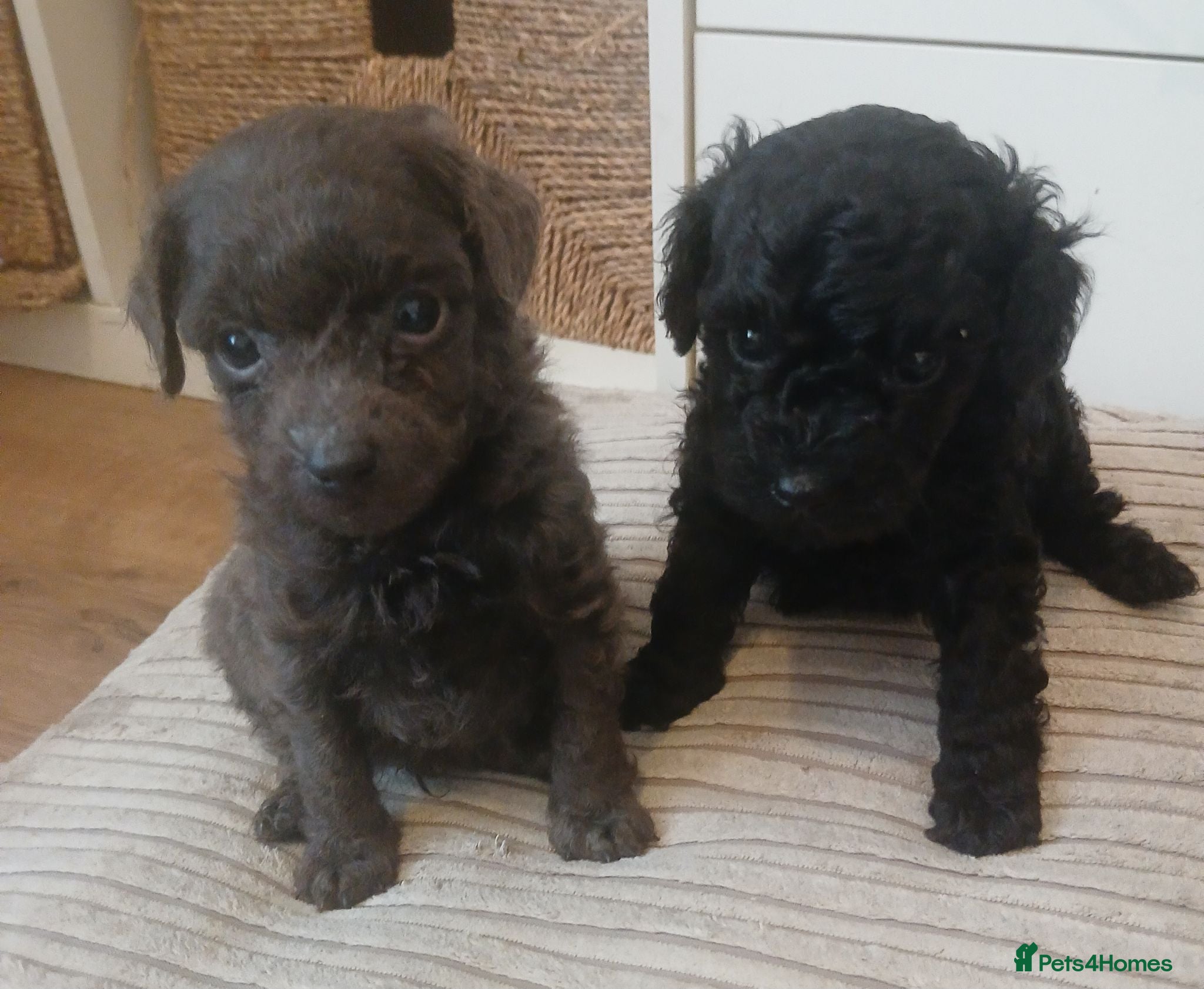 Toy Poodle dogs X3❤️Gorgeous toy poodle puppies 🐶 for sale 🩶🖤🩶 - Advert 11