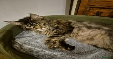 Maine Coon cats - Advert 7