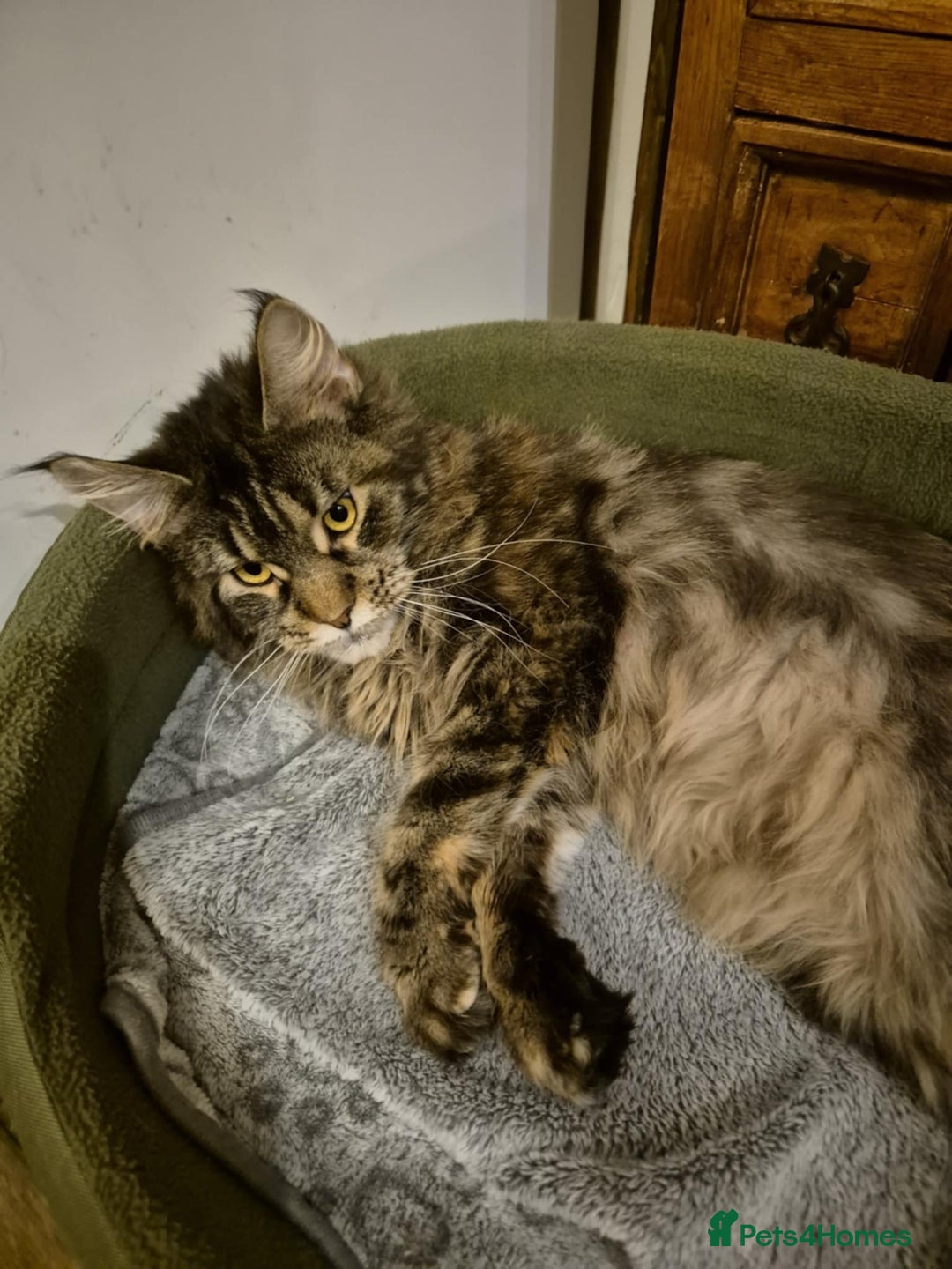 Maine Coon cats for sale: Maine coon purebred Xl - Image 3