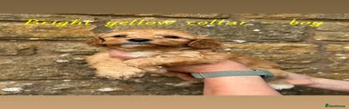 Bright yellow collar