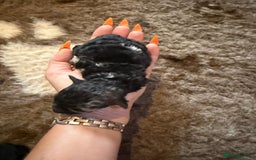 Toy Poodle dogs for sale: Pedigree Toy Poodle puppies, DNA tested parents - Image 17
