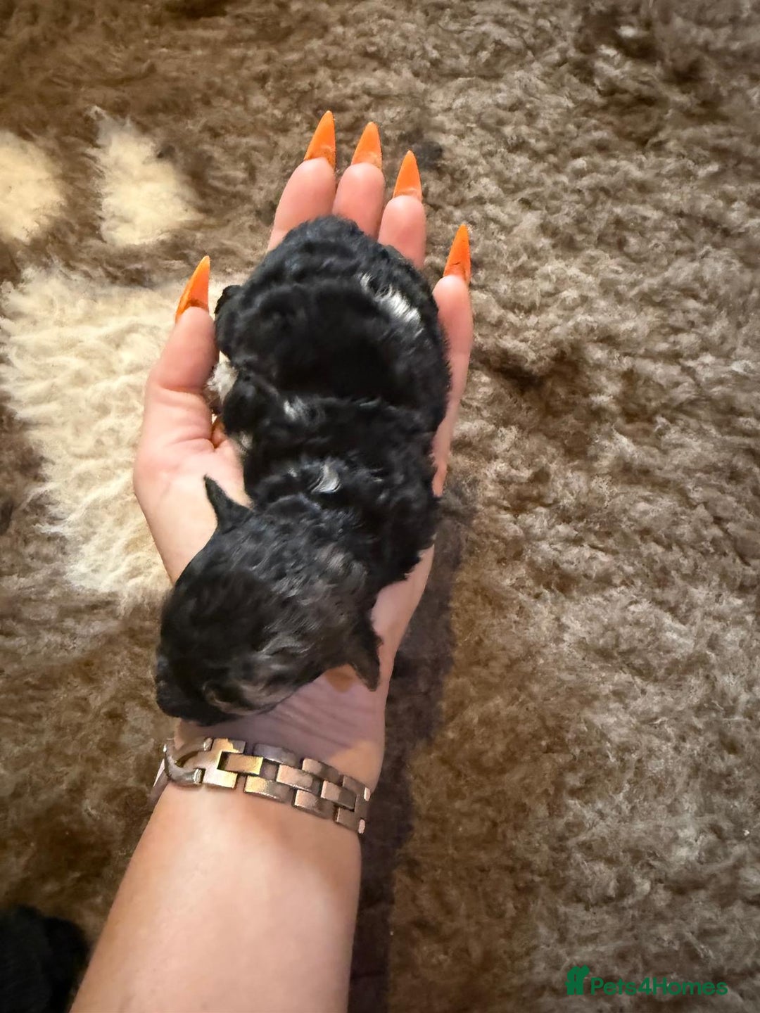 Toy Poodle dogs for sale: Pedigree Toy Poodle puppies, DNA tested parents - Image 17