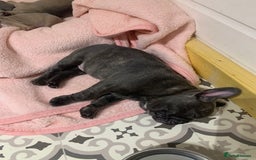French Bulldog dogs for sale: French buldogs - Image 14