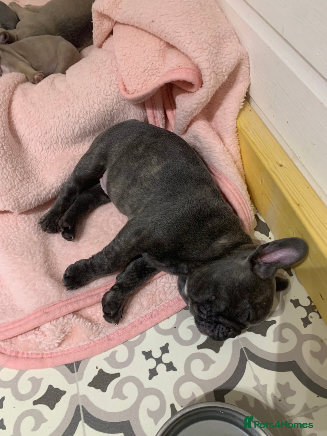 French Bulldog dogs for sale: French buldogs - Image 14
