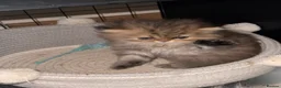 Persian cats for sale: Stunning Persian chinchilla kittens  - Advert 15