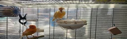 Lovebirds birds for sale: Breeding pair of canaries in Manchester - Advert 3