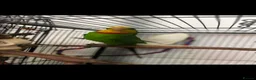 Parrots birds for sale: Superb parrot pair male and female  in Luton - Advert 10
