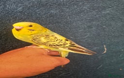 Budgerigars birds for sale: Blackwing and budgies available  - Image 5