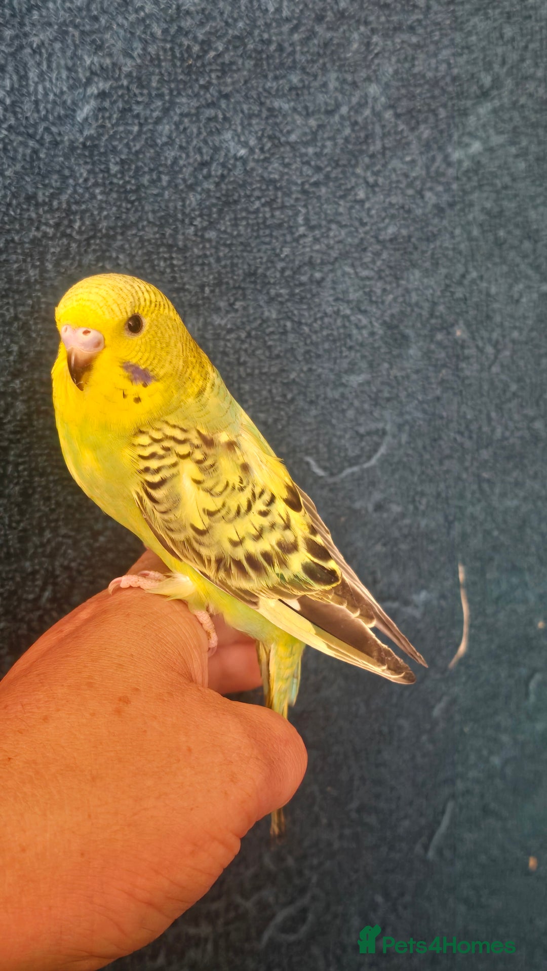 Budgerigars birds for sale: Blackwing and budgies available  - Image 5