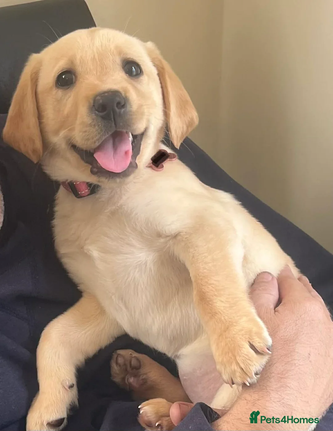 Labrador Retriever dogs for sale: Beautiful female non kc pup - Advert 1