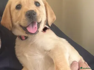 Labrador Retriever dogs Beautiful female non kc pup - Advert 1