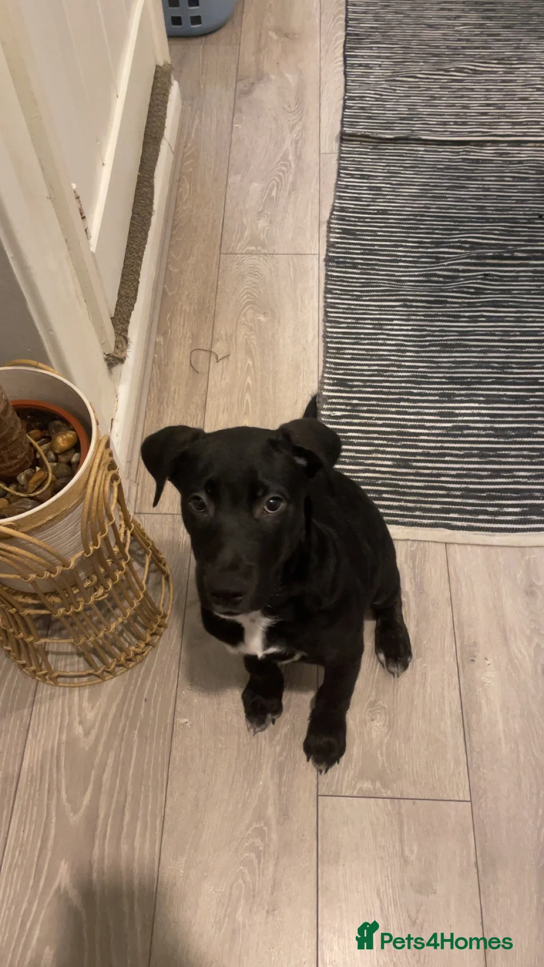 Mixed Breed dogs for sale: ollie  - Advert 4