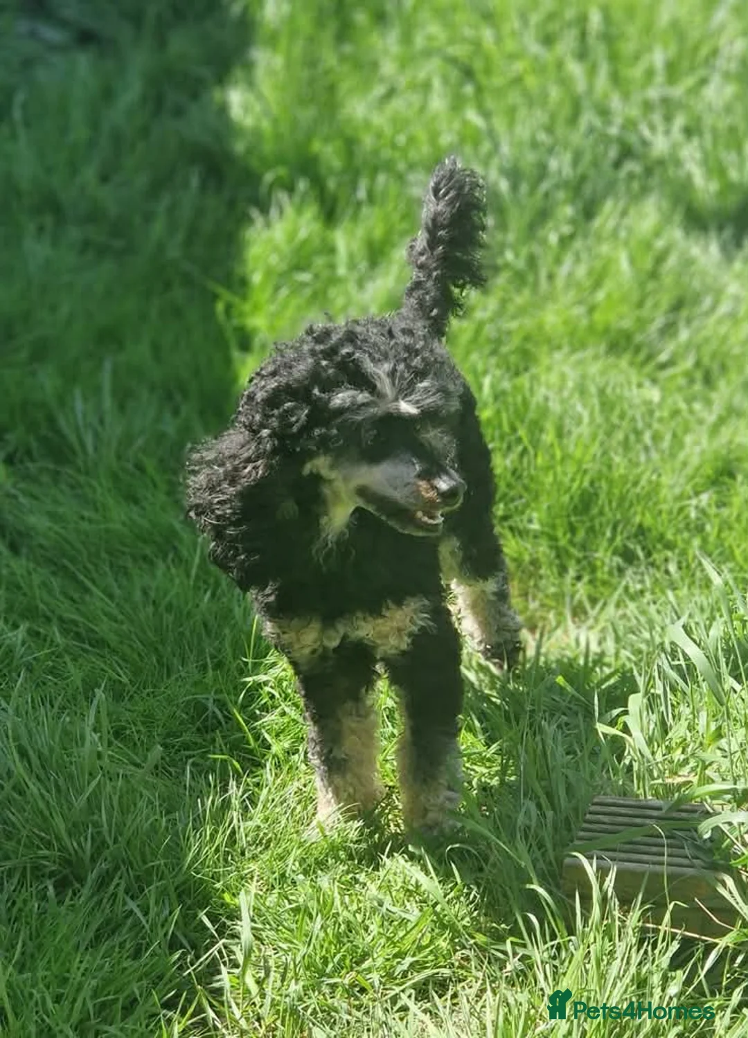 Maltipoo dogs for sale: Korean F1 Maltipoo puppies 🐶  - Advert 2