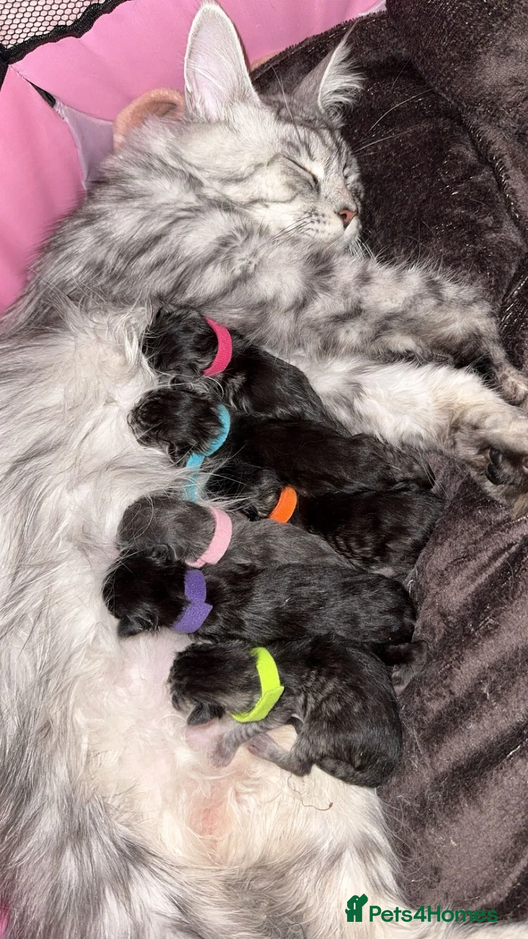 Maine Coon cats for sale: Maine coon kittens - Advert 1