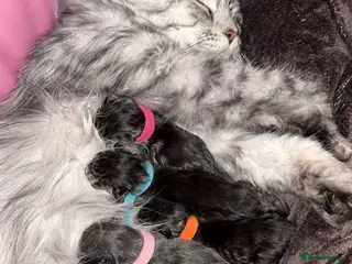 Maine Coon cats Maine coon kittens - Advert 10