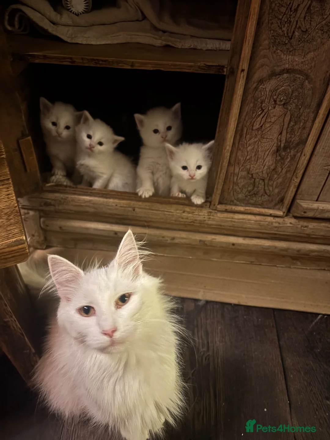 Norwegian Forest Cat cats for sale: Snow White would be proud!  - Advert 2