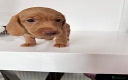 Miniature Dachshund dogs for sale: Kc registered mini Dachshund quality puppies  - Image 8