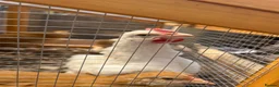 Chickens poultry for sale: 8 week old buff silkie rooster  in Preston - Advert 4