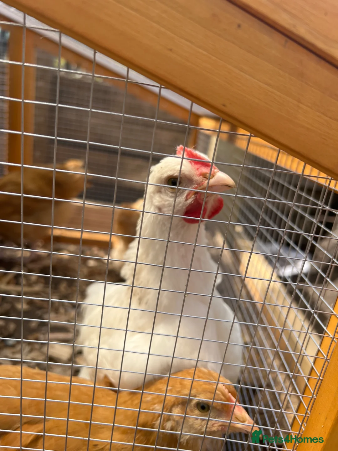 Chickens poultry for sale: 8 week old buff silkie rooster  in Preston - Advert 4
