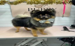 Pomeranian dogs for sale: Chico  - Image 2