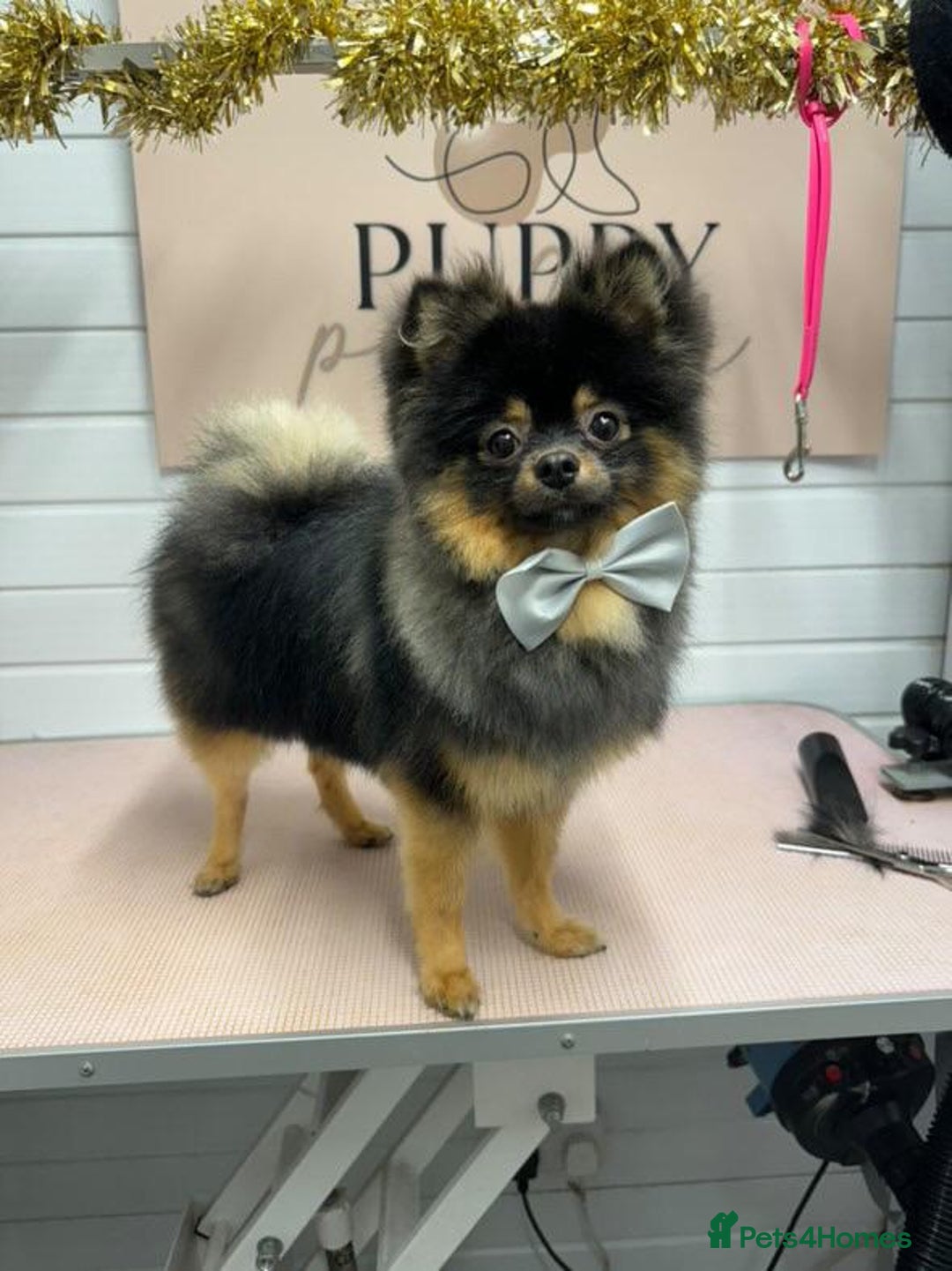 Pomeranian dogs for sale: Chico  - Image 2