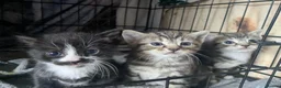 Mixed Breed cats for sale: Mixed breed kittens - Advert 1