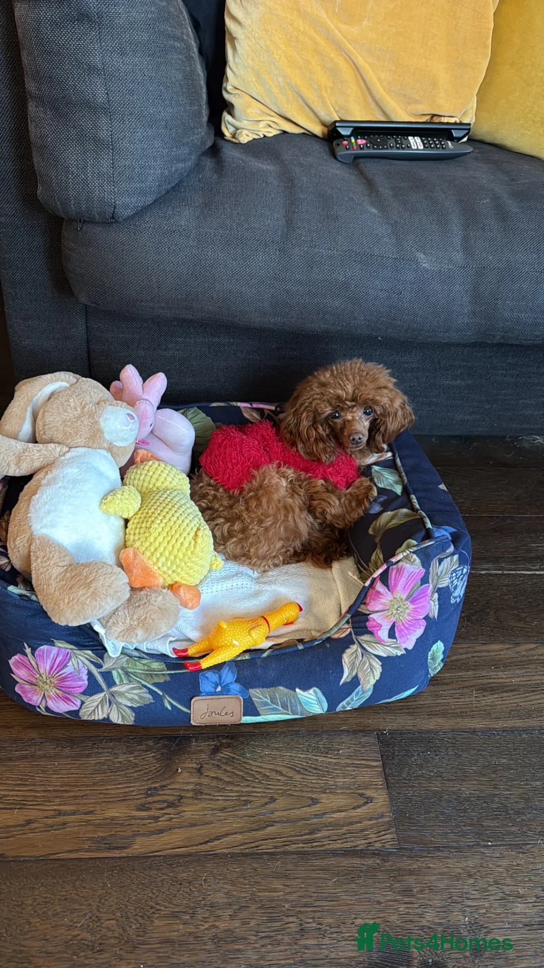 Toy Poodle dogs for sale: Yr old tiny toy poodle bitch - Advert 2