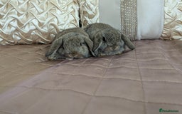Mini Lop rabbits for sale: Purebred mini lop bunnies Chestnut Angora  - Image 6