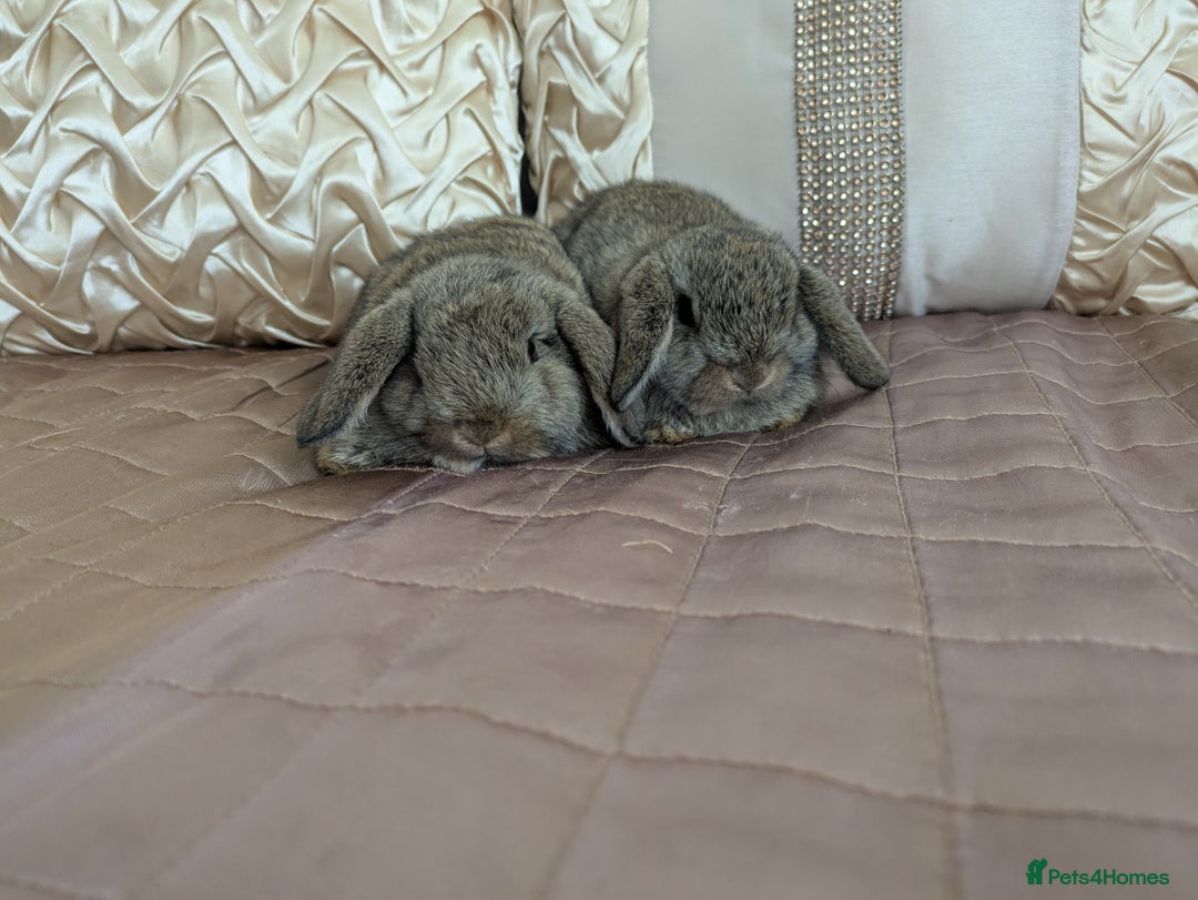 Mini Lop rabbits for sale: Purebred mini lop bunnies Chestnut Angora  - Image 6