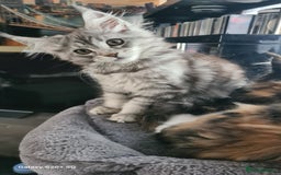 Maine Coon cats for sale: Main coons - Image 19