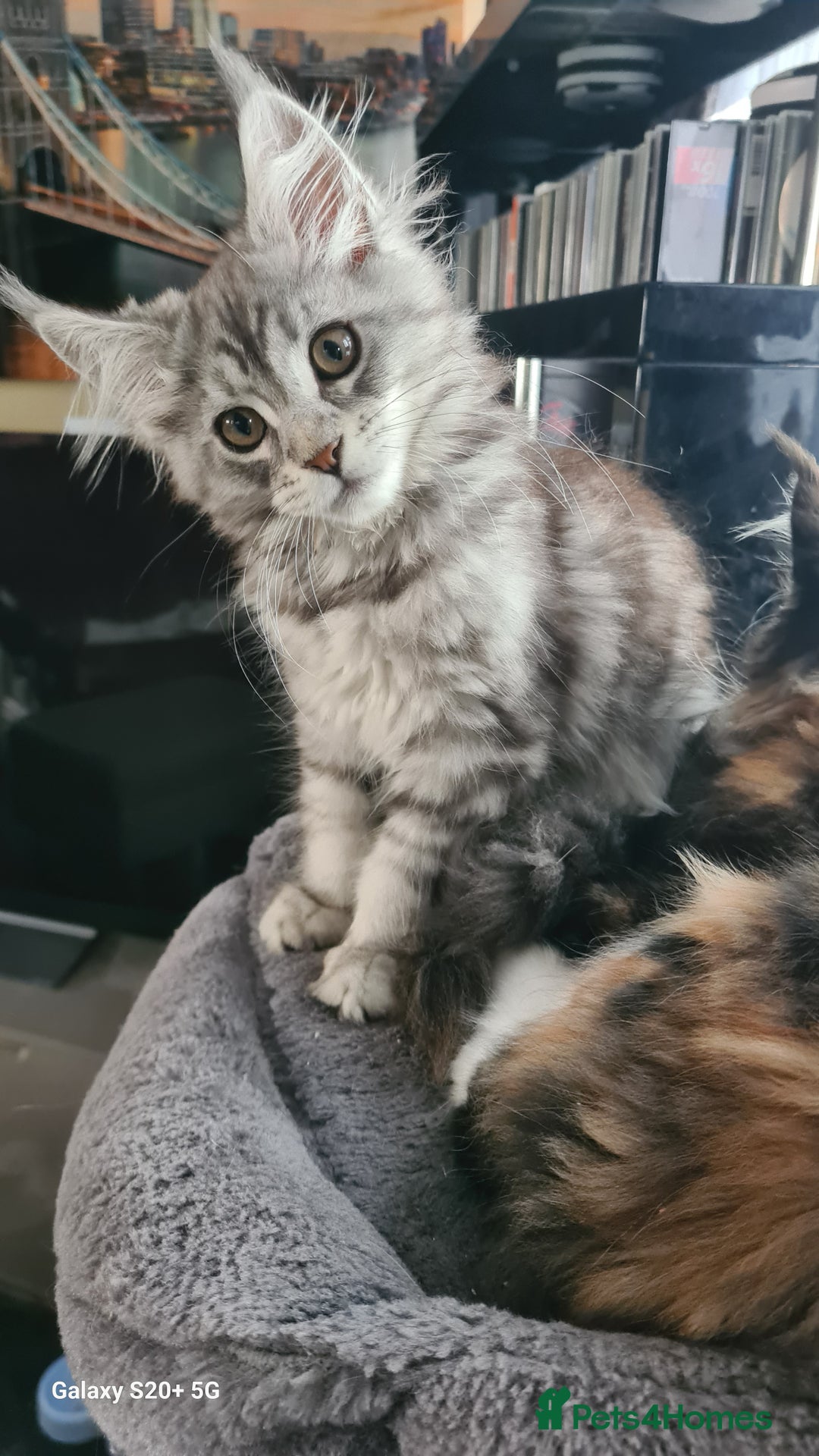 Maine Coon cats for sale: Main coons - Image 19
