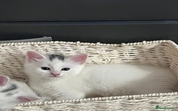 Mixed Breed cats for sale: Kittens for sale - 2  in Brighton - Image 1