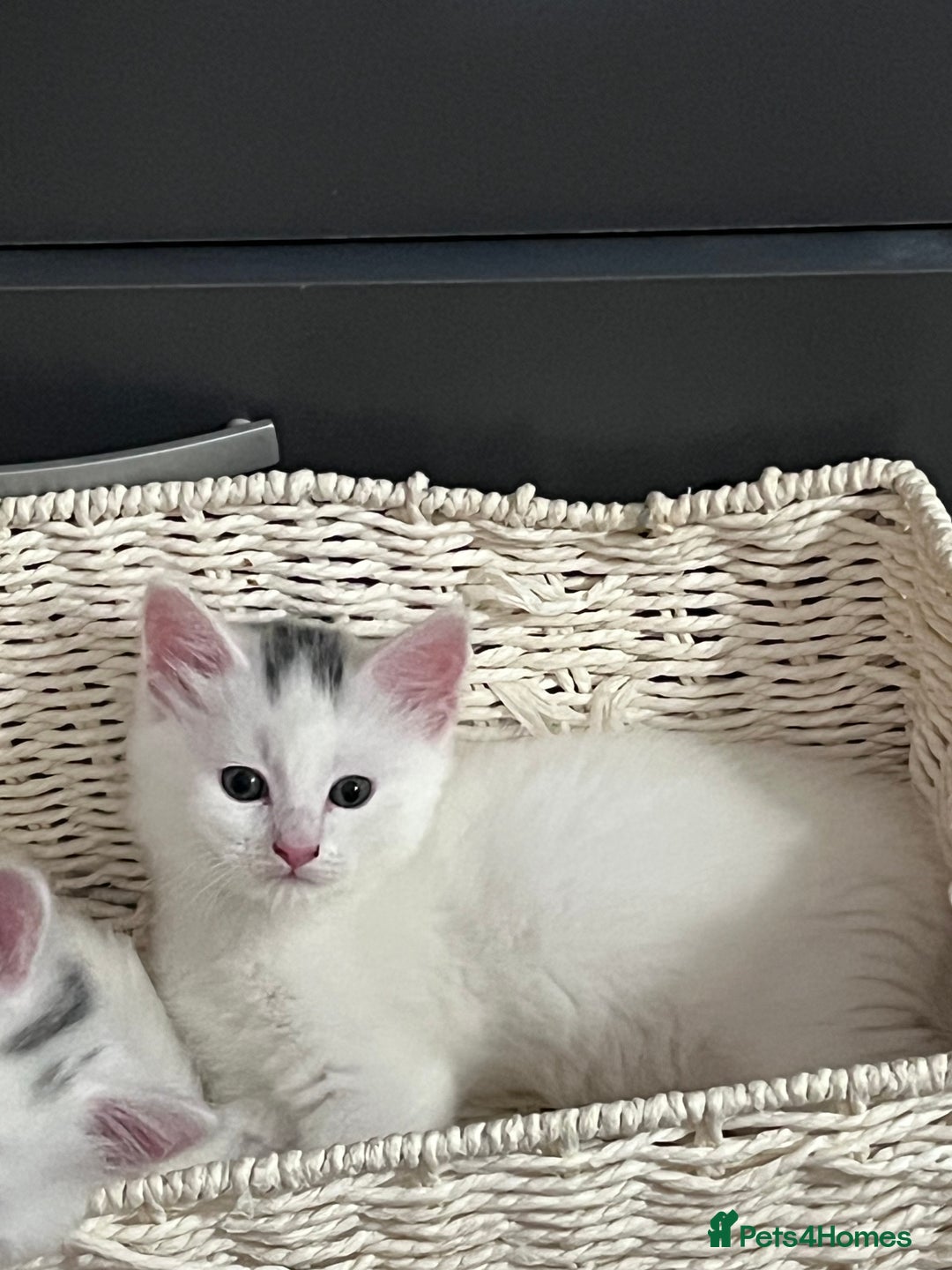 Mixed Breed cats for sale: Kittens for sale - 2  in Brighton - Image 1
