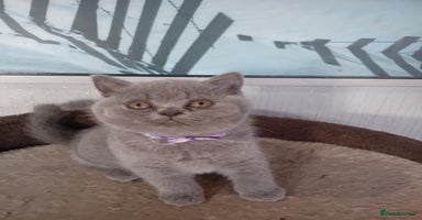 British Shorthair cats - Advert 8